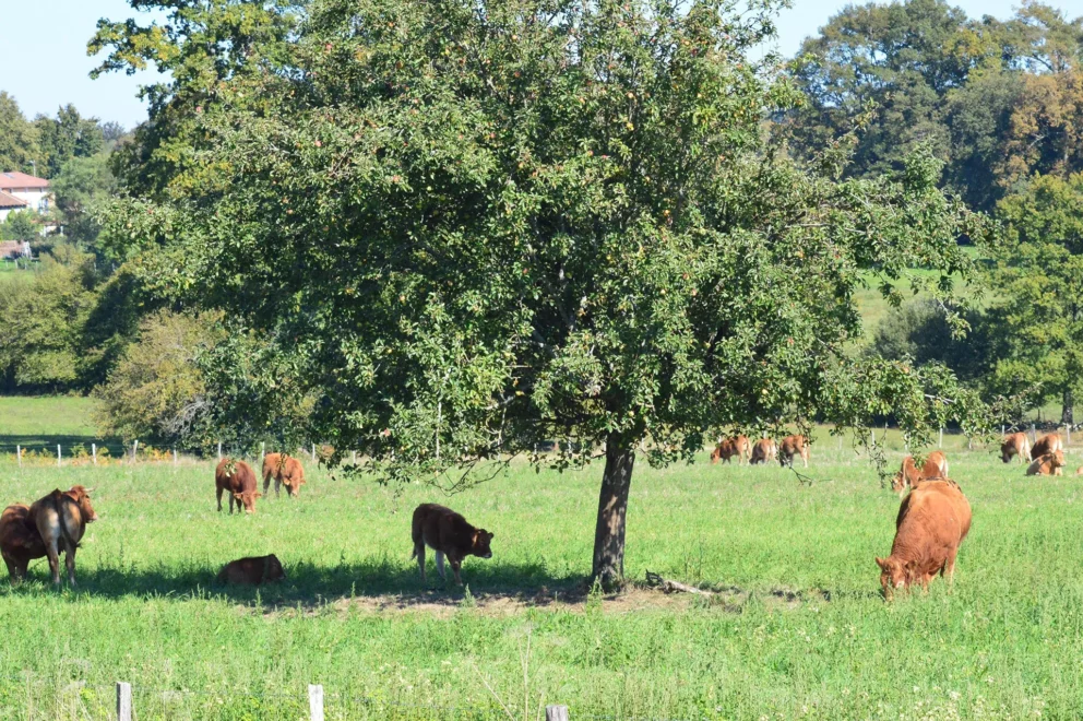 Countryside - Le Relais du Taurion